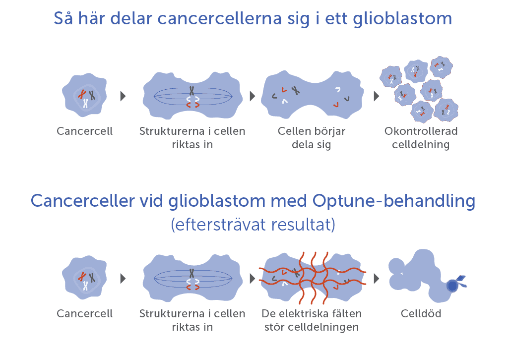 Cell division comparison with and without Optune treatment shown under a microscope